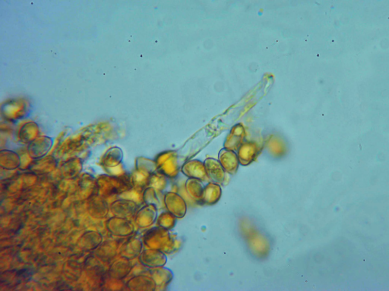 Un fungo corticale da identificare (Lindtneria leucobryophila)